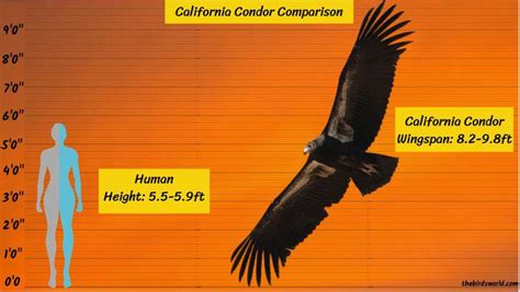 California Condor Wingspan: How Big Is It Compared To Others