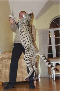 The Savannah cats - Animals Species