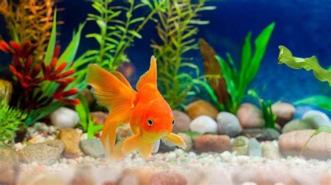 Goldfish Tank Decorations