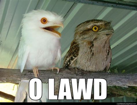 The Absolutely Best Bird Memes Ever