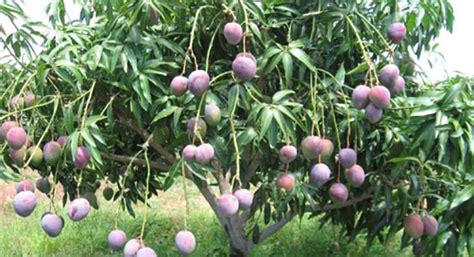 Meet a Mango Tree - Mango Trees Information - Mango Tree Wiki | Mango.org