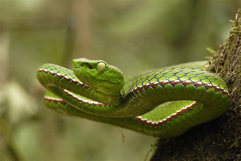 India's Striking Variety Of Pit Vipers | Nature inFocus