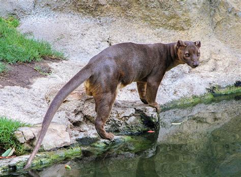 Fossa Facts - Animal Facts Encyclopedia