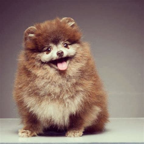 [6+] Chillicothe Pomeranian Dog Puppies For Sale Or Adoption Near Me ...