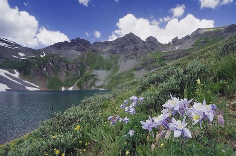 What Is The State Flower of Colorado? - WorldAtlas