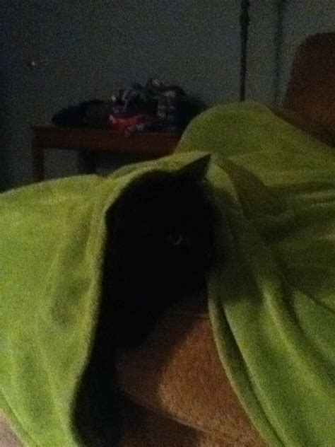 Cat under blanket