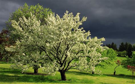 Spring HD Wallpapers 1080p - WallpaperSafari