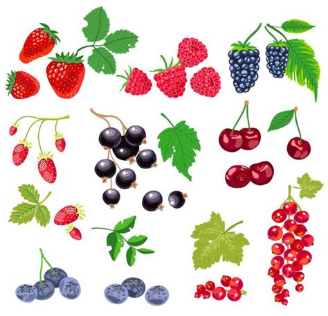 1,700+ Black Berries White Background Stock Illustrations, Royalty-Free ...