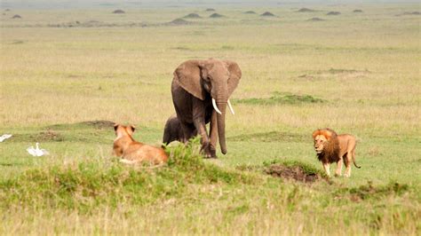 Incredible footage of elephant surviving attack by 14 lions - ABC11 Raleigh-Durham