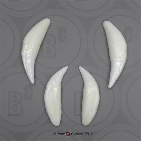 Lion Teeth (set of four) - Bone Clones - Osteological Reproductions