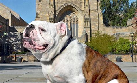 Yale Bulldog Mascot Handsome Dan XVII Passes Away At Age 9 - BulldogGuide.com