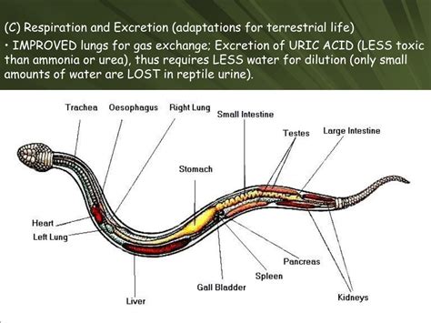 PPT - Chapter 43: Reptiles PowerPoint Presentation, free download - ID ...