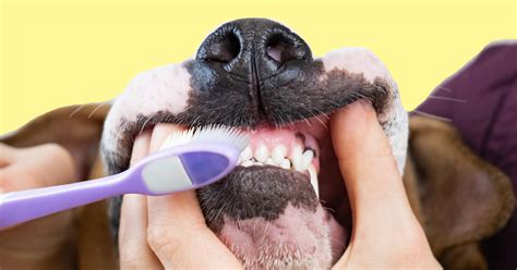 Brushing your Dog's Teeth? Read these Tips from a Vet. | Blog | PetCloud