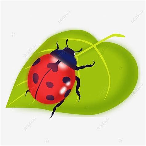 Ladybug On Leaf Clipart Transparent PNG Hd, Ladybug Green Leaf Insect ...