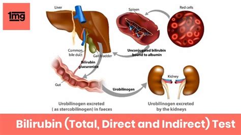 Bilirubin (Total, Direct and Indirect) : Purpose & Normal Range of ...