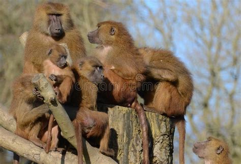 A Group of Guinea Baboons stock photo. Image of monkey - 23069422