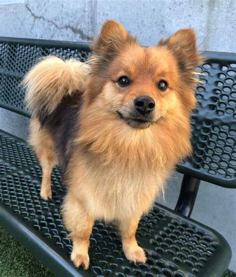 German Shepherd Pomeranian Mix Top Details You Should Know | Dog Advisory Council