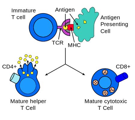 Endogenous Antigen Sources & Processing | What is the Endogenous Pathway? | Study.com