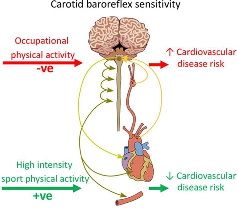 Association Between Occupational, Sport, and Leisure Related Physical Activity and Baroreflex ...