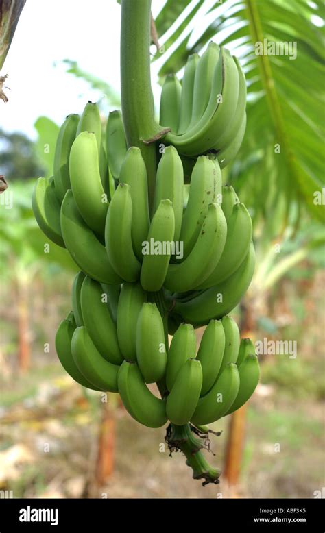 Bunch of Fairtrade bananas on a banana farm in Dominica, Caribbean ...