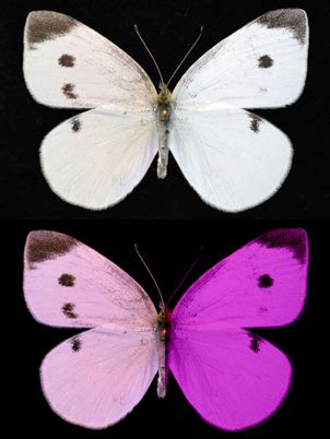 BugBlog: Small white or small ultraviolet butterfly?
