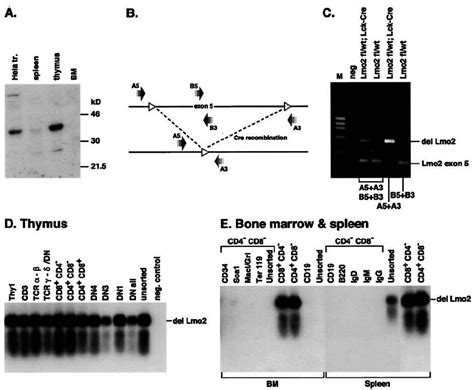 Speci fi city of Cre recombinase expression in Lck-Cre mice. Transgenic... | Download Scientific ...