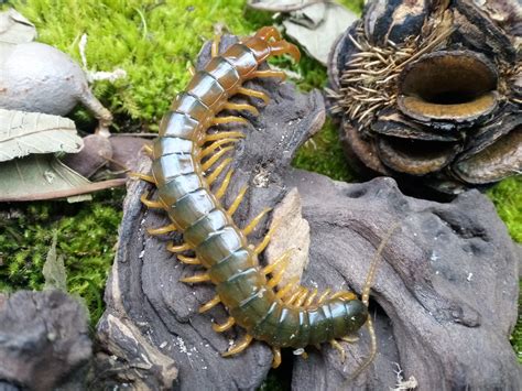 Giant centipede "Cape Gloucester" — THE INSECTORY