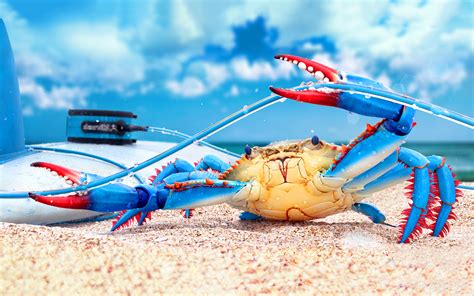 Crab HD Wallpapers 42663 - Baltana