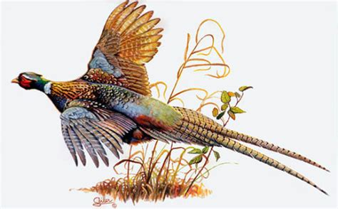 pheasant images clip art - Clip Art Library