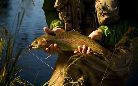 10 Best Dry Flies For Trout (2022 Buyer’s Guide) - Into Fly Fishing