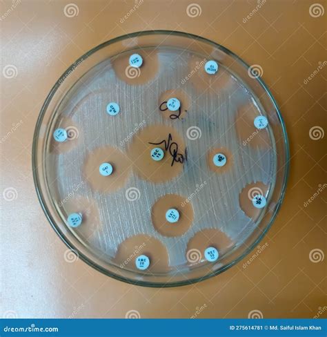 Antimicrobial Susceptibility Testing in Petri Dish. Stock Image - Image of bacterium, experiment ...