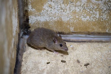 Winter Rodent Control in Baltimore - Raven Termite and Pest Control