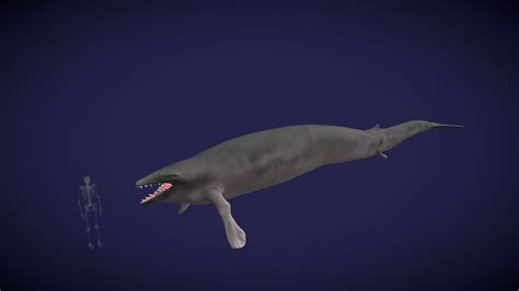 Basilosaurus cetoides - Download Free 3D model by Idaho Virtualization Laboratory ...