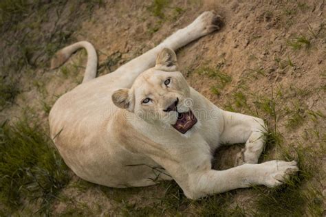 White lioness stock photo. Image of africa, yawn, safari - 57896278