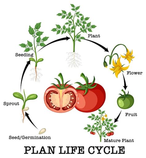 Premium Vector | Life cycle of a tomato plant diagram