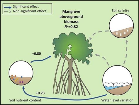 New research shows Aldabra's mangroves are crucial to Seychelles' climate change mitigation ...