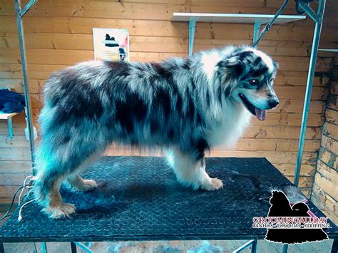 #GroomingAllDay: Pastor Australiano Blue Merle