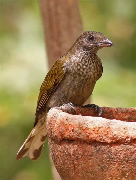 Spotted Honeyguide, Indicator maculatus | Focusing on Wildlife