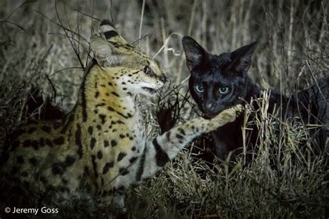 When a serval meets a melanistic friend - Africa Geographic Blog | African wild cat, Rare cats ...