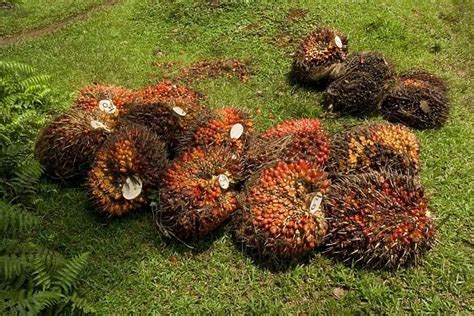 African oil palm plantation already harvested oil palm