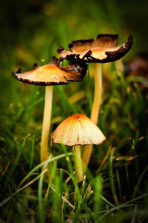 Backyard Mushrooms Photograph by Kyle Gilbert - Fine Art America