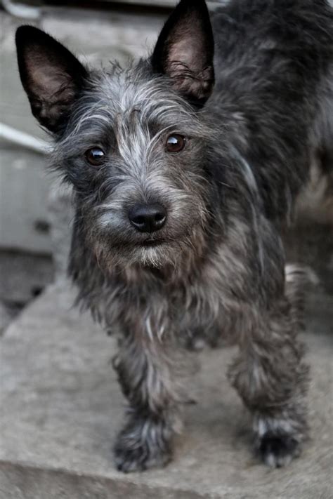 Adopt Shenanigans on Petfinder | Unique dog breeds, Cairn terrier puppies, Schnauzer mix