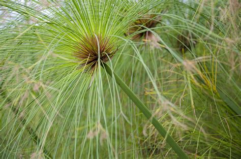 File:Cyperus papyrus-pjt1.jpg