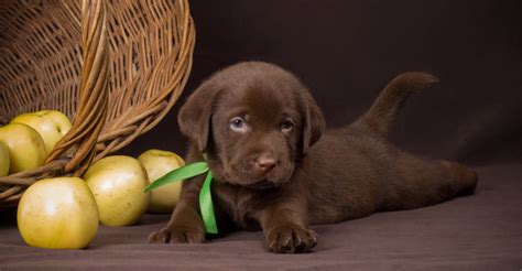 Chocolate Lab Names - Great Ideas For Naming Your Puppy