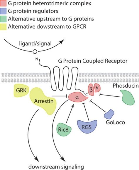 Schematic representation of the GPCR signaling pathway. Protein ...