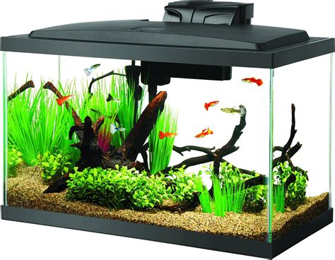 Best 10 Gallon Fish Tanks 2020 - Get aquarium fish