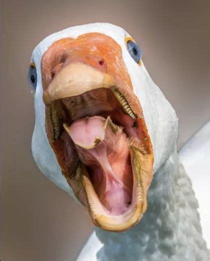 goose tongue - Google Search