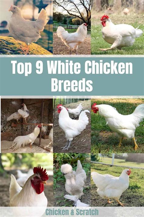 Top 9 White Chicken Breeds (with Pictures)