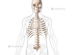 Axial skeleton | BioDigital Anatomy