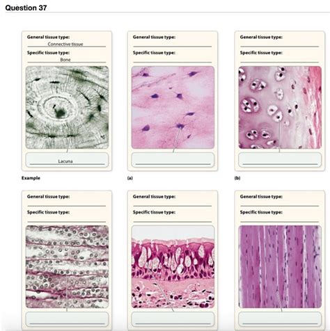 Connective Tissue Types